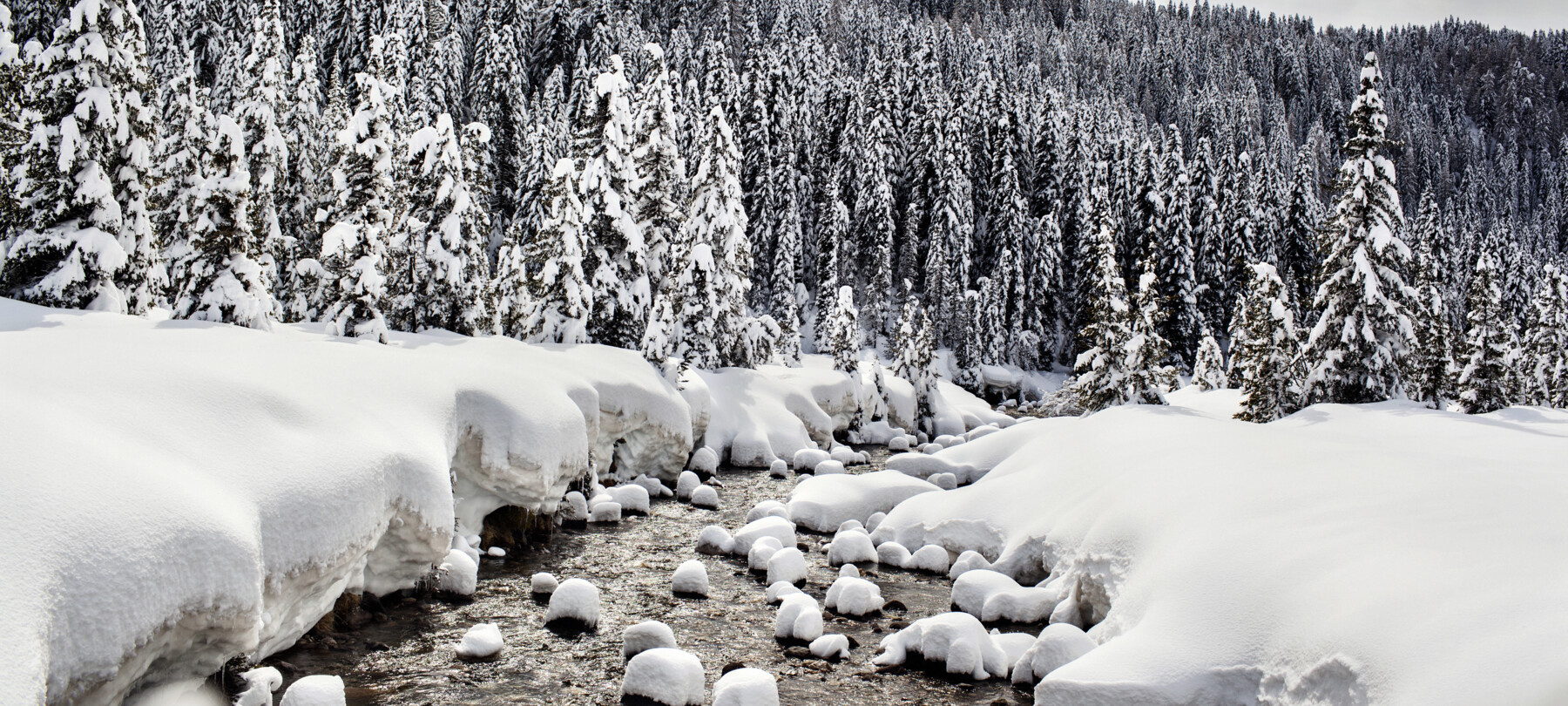 What are the sounds of the woods in the Dolomites in winter?