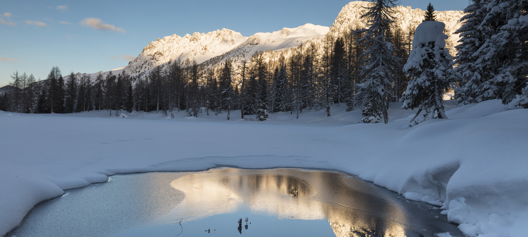 How do animals survive in frozen lakes?