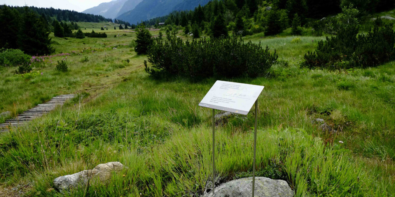 Tonale Peatbog #5 | © Torbiera del Tonale - Foto Archivio Apt Val di Sole