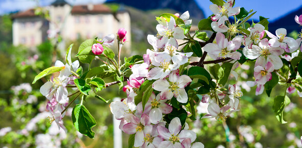 Nejkrásnější květiny v Trentinu 