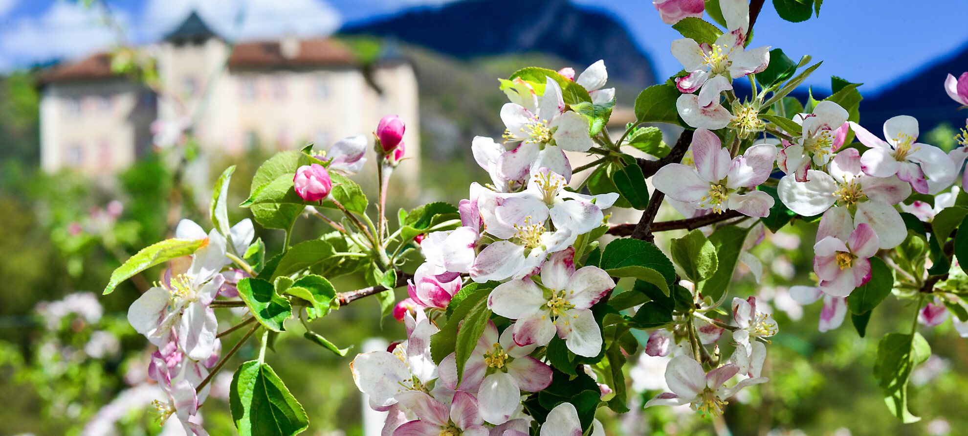 Di fiore in fiore