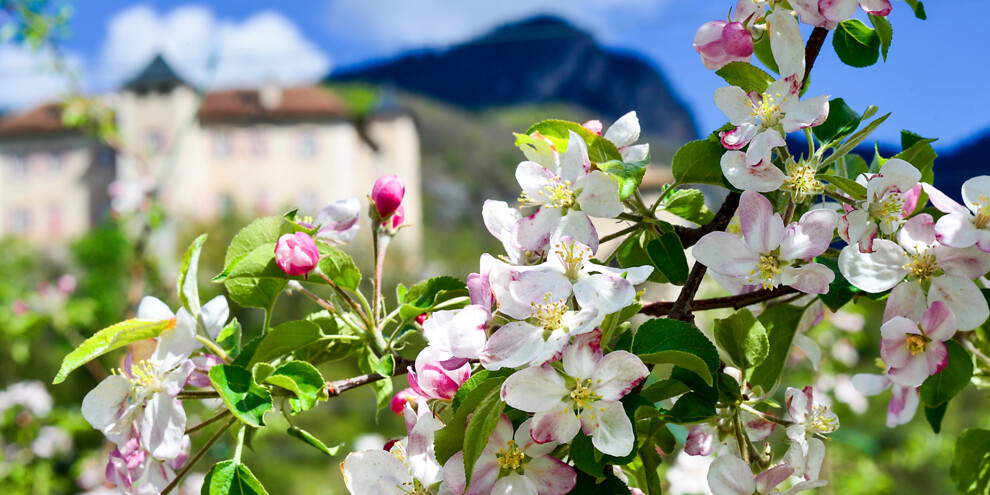 Una passeggiata tra i fiori