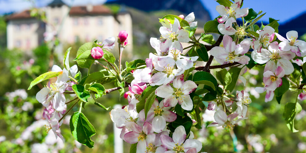 Een wandeling tussen de bloemen