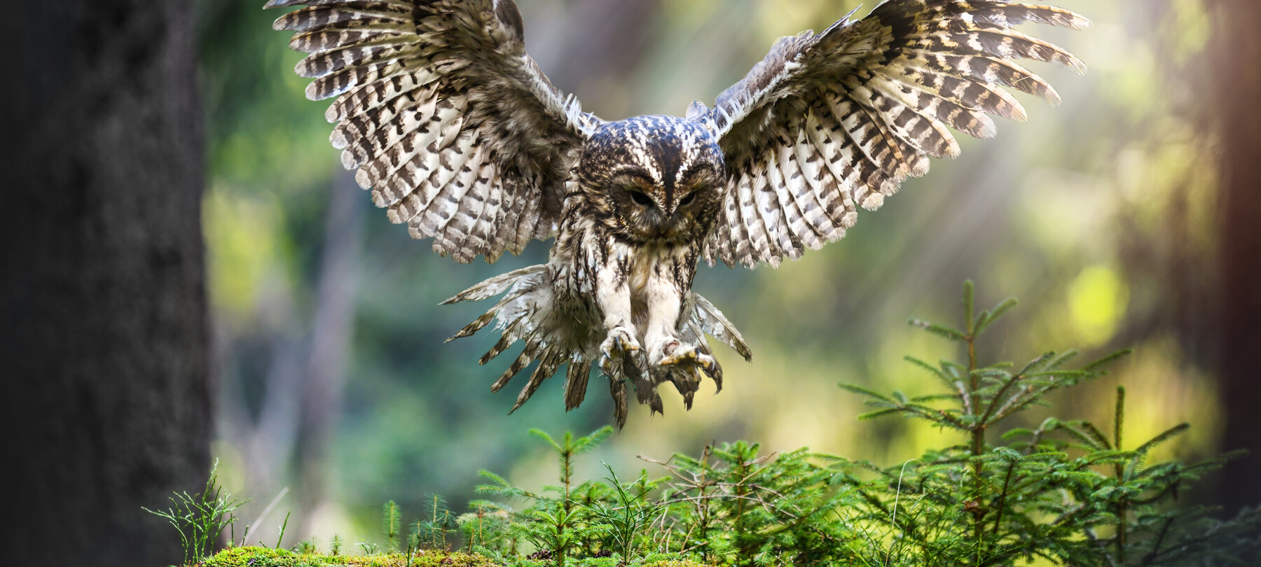 SuperPark in the Adamello Brenta Nature Park
