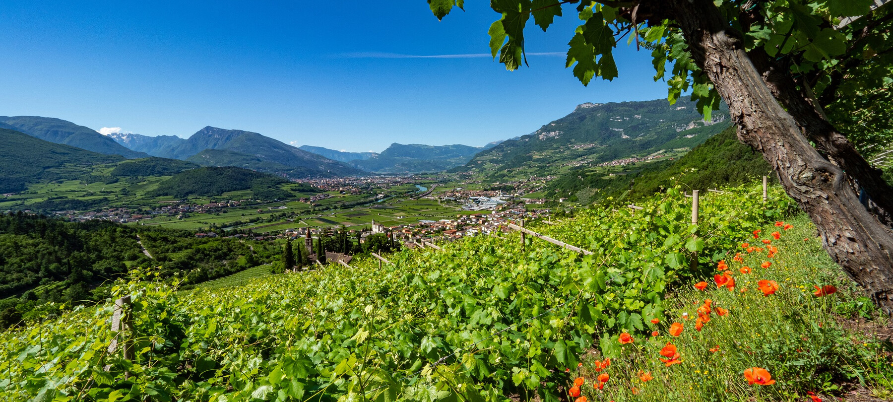 Al het goede van Trentino in een glas