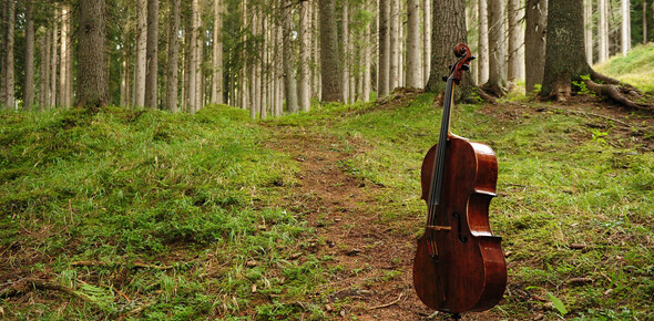 Il “Bosco che suona”