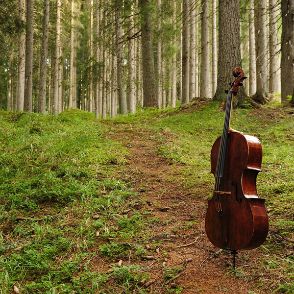 Il “Bosco che suona”