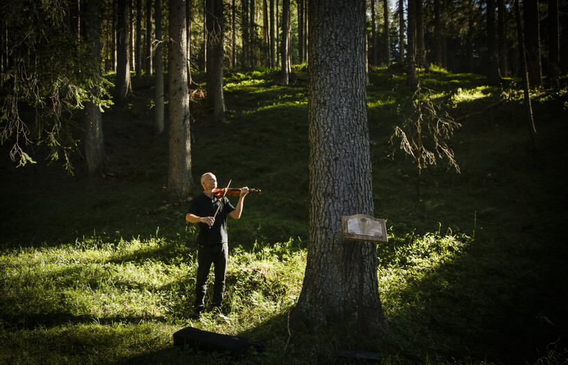 Le melodie del bosco che suona