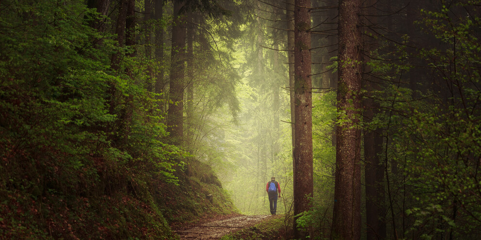Bagno nella foresta