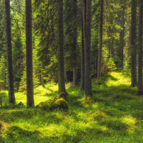 Un patto con gli alberi