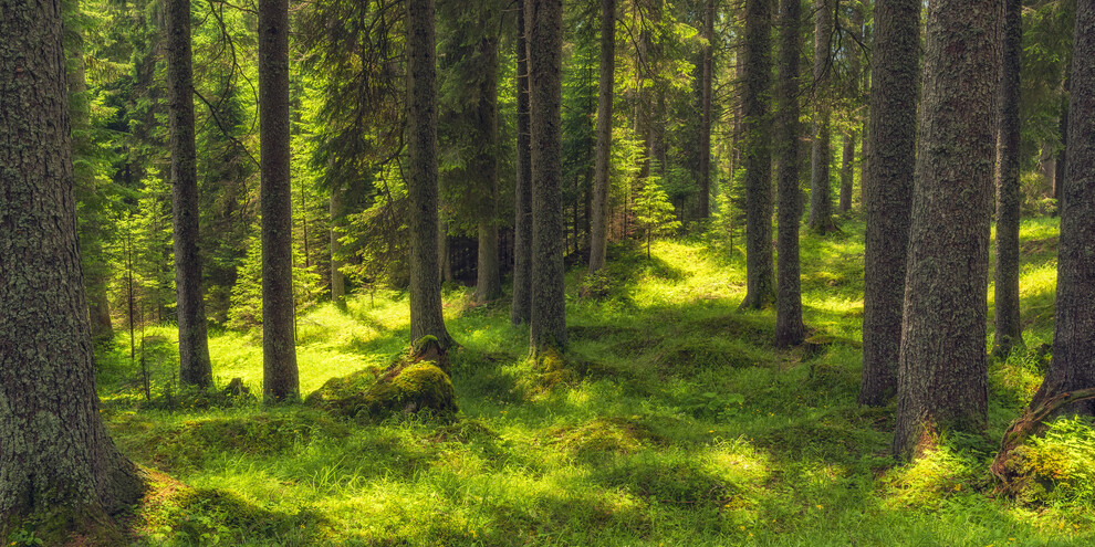 La Foresta dei Violini