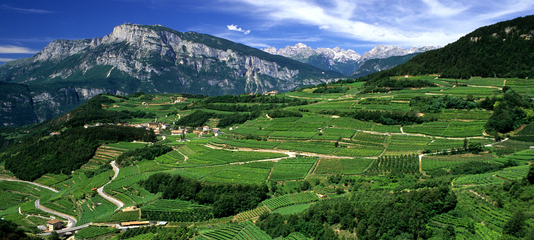 Growing resistant grapevine varieties in Trentino