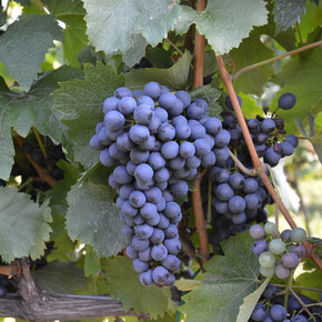 Resistant grapevine varieties in Trentino