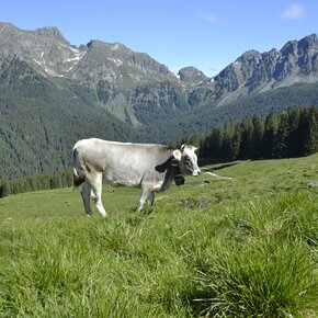 Alla scoperta dei pradi e dei paesi del Vanoi - Tour 2266 | © APT San Martino di Castrozza, Primiero e Vanoi