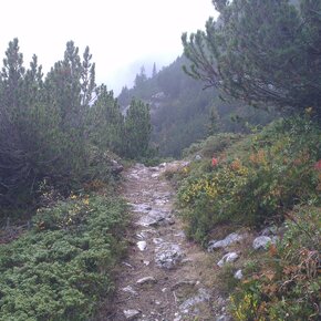 Prima parte di sentiero tra i mughi. | © APT Dolomiti di Brenta e Paganella