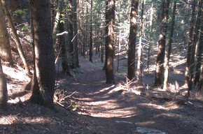 Trail durch den Wald | © APT Dolomiti di Brenta e Paganella