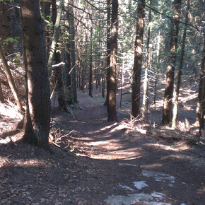 Trail durch den Wald | © APT Dolomiti di Brenta e Paganella