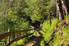 The pine walk | © APT Val di Fiemme