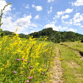 Biotop Brozin | © APT Val di Fiemme