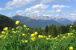 Prato fiorito Passo Brocon | © APT Valsugana e Lagorai