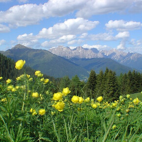 Prato fiorito Passo Brocon | © APT Valsugana e Lagorai