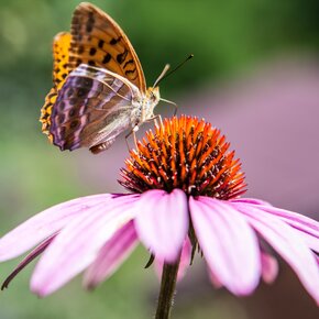 Farfalla su un fiore a Drio | © APT Valsugana e Lagorai