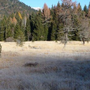 Riserva naturale i  Mughi | © APT Valsugana e Lagorai