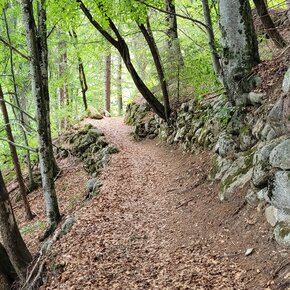 Il percorso nel bosco | © APT Valsugana e Lagorai