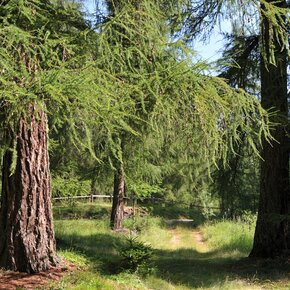 Capriana - Lärchenwald | © APT Fiemme Cembra