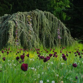 Fiori nel prato del Parco asburgico a Levico | © APT Valsugana e Lagorai