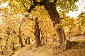 Chestnut Grove Path - Castione di Brentonico | © APT Rovereto Vallagarina Monte Baldo