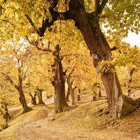 Sentiero dei Castagneti - Castione di Brentonico | © APT Rovereto Vallagarina Monte Baldo