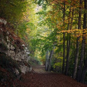 4 - Sentiero dei Faggi – BUCHENPFAD | © Azienda per il Turismo Alpe Cimbra