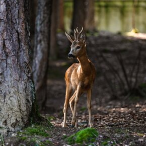 Parco Faunistico | © APT Dolomiti di Brenta e Paganella