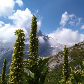 Matarot and Lobbie from the path to Mandrone | © APT Madonna di Campiglio, Pinzolo, Val Rendena