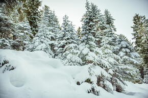 Alberi innevati | © APT Dolomiti di Brenta e Paganella