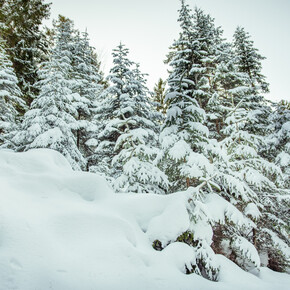 Alberi innevati | © APT Dolomiti di Brenta e Paganella