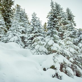 Snow-covered trees | © APT Dolomiti di Brenta e Paganella