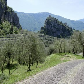Il castello di Arco e l'Olivaia (oliveto) | © Garda Trentino 
