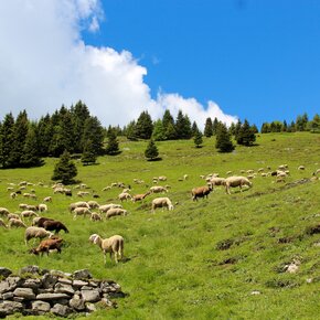 Pecore al pascolo verso Cima Avez | © Garda Trentino 