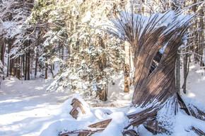 Il respiro degli alberi | © Azienda per il Turismo Alpe Cimbra