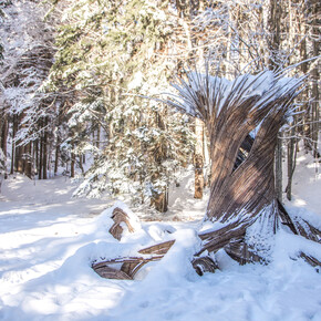 Il respiro degli alberi | © Azienda per il Turismo Alpe Cimbra