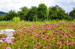 Cadine - Sorasas - Cadine | © Rete di Riserve Bondone Cadine - Sorasas - Cadine | © Rete di Riserve Bondone