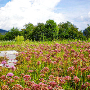 Cadine - Sorasas - Cadine | © Rete di Riserve Bondone Cadine - Sorasas - Cadine | © Rete di Riserve Bondone