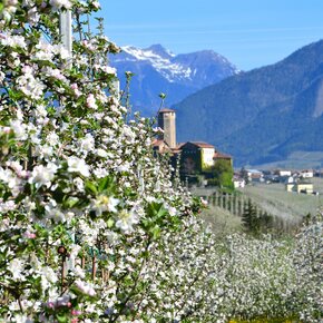 Tour 1442 - Quattro Ville: Gentle tour of the castles along the apple orchards of Val di Non | © APT Val di Non 