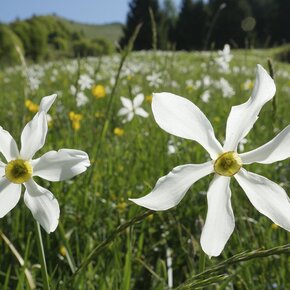 Daffodils filled meadows in Dromaé | © Garda Trentino