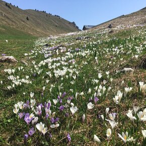 Flower meadows | © Garda Trentino 