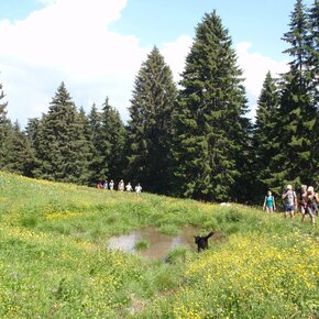 Alpine pasture | © Garda Trentino