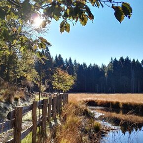 The peat bog in spring becomes a breeding ground for various species of amphibians | © Rete di Riserve Val di Cembra Avisio