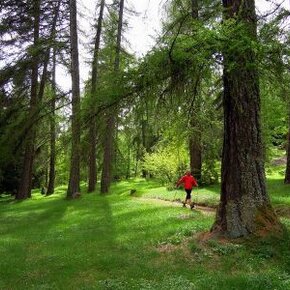 The large and spectacular larch forest located at Prà del Manz | © Rete di Riserve Val di Cembra Avisio